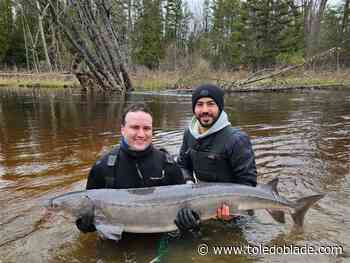 Iconic lake sturgeon may be living twice as long as previously thought