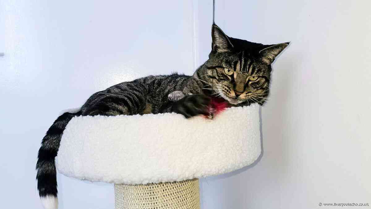 'Murdered' cat's tail posted through owner’s letterbox