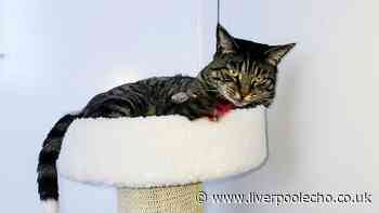 'Murdered' cat's tail posted through owner’s letterbox