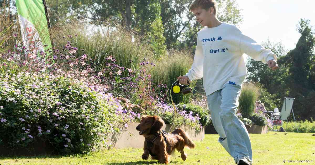 Hond Bowi (2) uit Enschede kan amper stilzitten en strijdt om de eerste plek bij de teckelrace