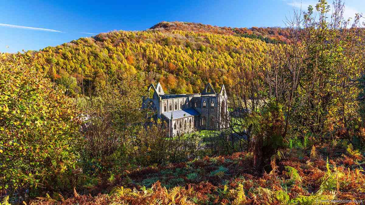 Leafy Welsh trail with ancient ruins and a pub is perfect for an autumn walk