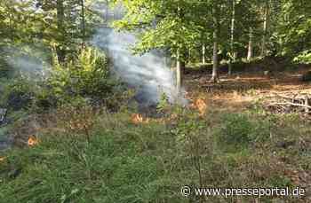 FW Lage: Flächenbrand im Lagenser Stadtwald