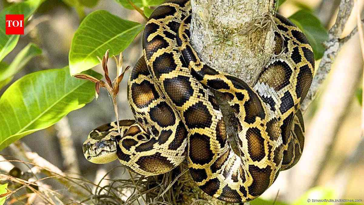 Burmese pythons are climbing trees, revealing differences between adults and juveniles
