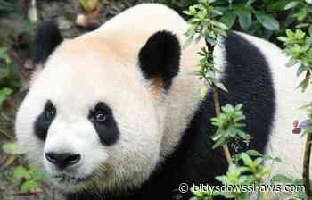 Una pareja de pandas llega al zoológico de Atlanta tras la cumbre de Trump y Xi