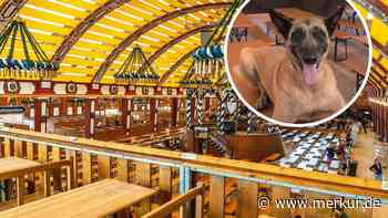 „So ein Hübscher“: Niedlichster Wiesn-Besucher begeistert in Oktoberfest-Zelt