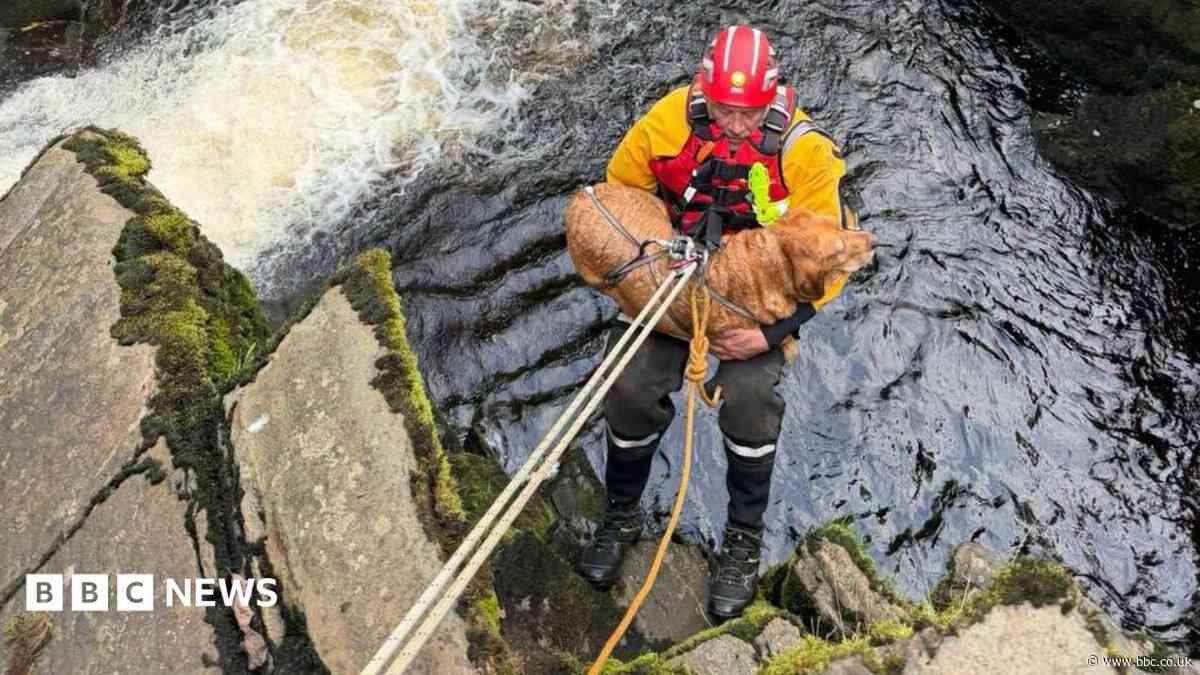 See a Penny, pick her up: Labrador rescued from cliff ledge at landmark waterfall