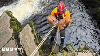 See a Penny, pick her up: Labrador rescued from cliff ledge at landmark waterfall