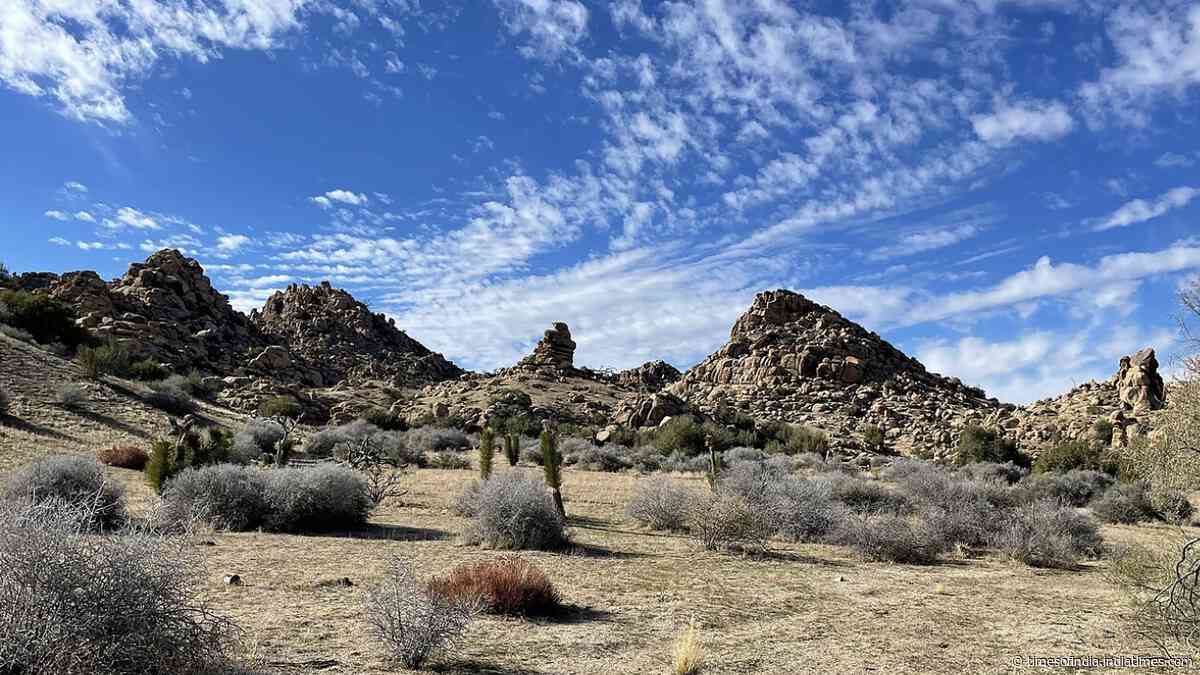 California acquired 640 acres near Pioneertown for western Joshua tree conservation