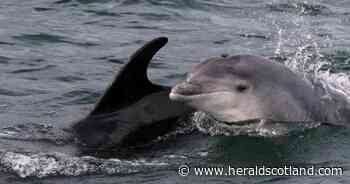 Man charged after boat disturbed a pod of dolphins off Moray Coast in June