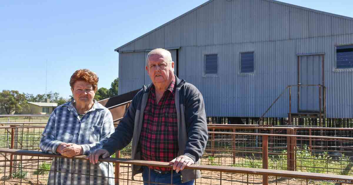 'Best season in 50 years': from bare paddocks to prime feed and a flock rebuild