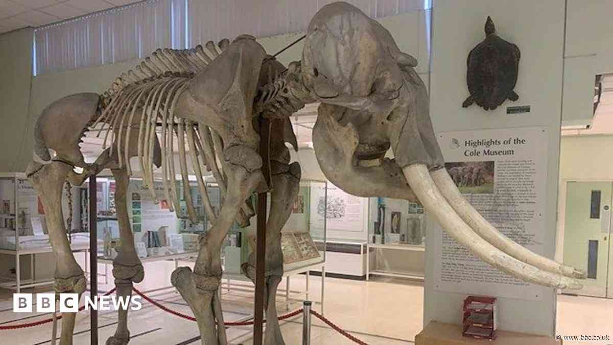 South weekly quiz: What did Norman the elephant play?