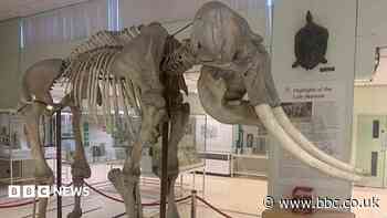 South weekly quiz: What did Norman the elephant play?