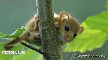 Endangered dormice on farm signal healthy landscape
