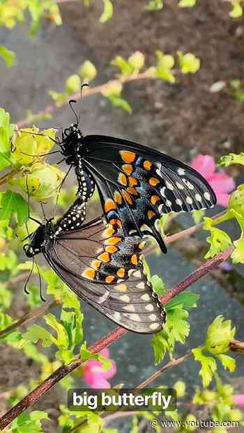 These 2 Butterflies Are Stuck Together…