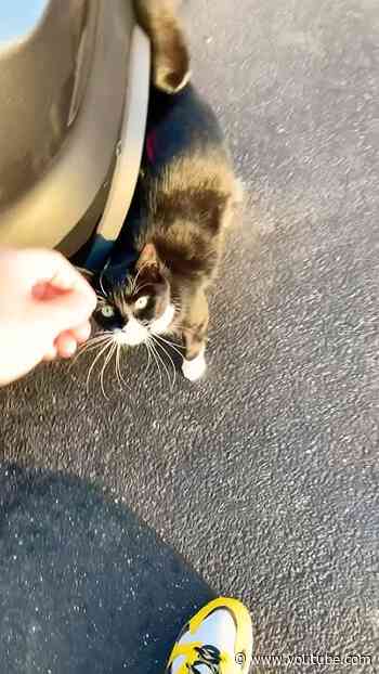 The Day A Random Strat Cat Walked Up to Me…