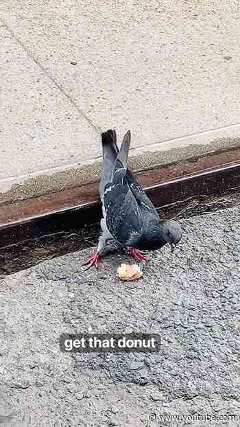 Pigeon VS Donut NYC