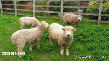 Your photos: Baa-rilliant sheep, swans and sunsets