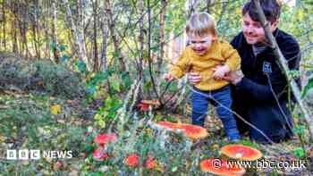 Why families are being urged to look closer on autumn walks