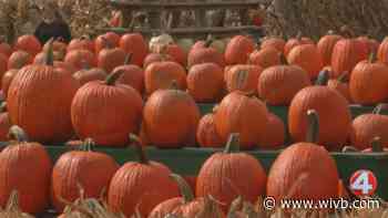 Great Pumpkin Farm's 31st season underway