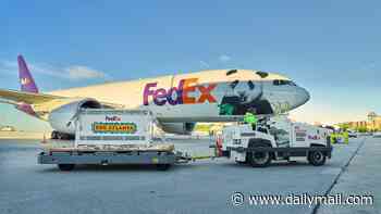Adorable giant pandas Ping Ping and Fu Shuang touch down in America after being gifted by Xi Jinping