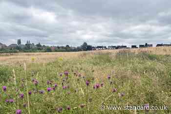 Call for nature ‘right next to where people live’ amid urban green space push