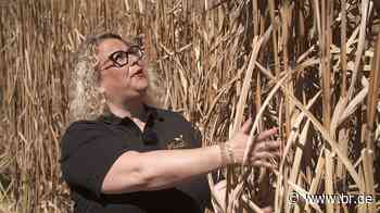 Elefantengras statt Getreide: Miscanthus-Anbau im großen Stil