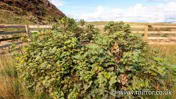 Green shoots show new beginnings at site Sycamore Gap tree - three years after it was illegally felled