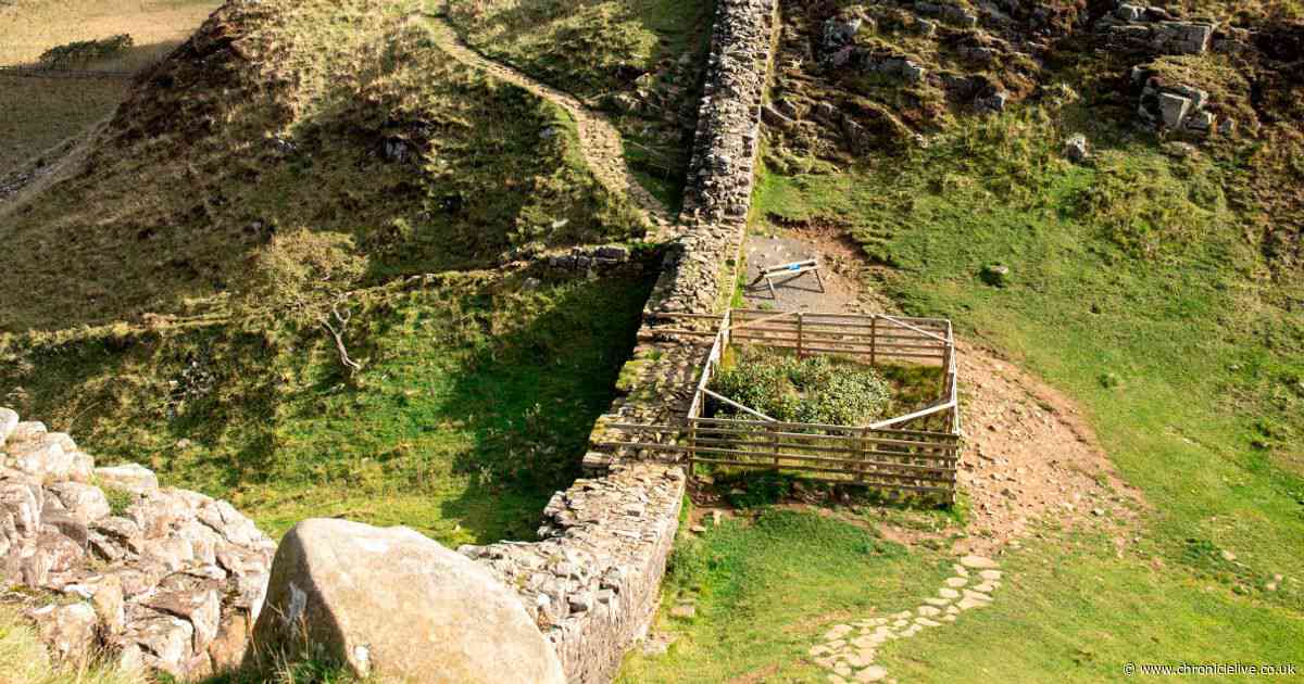 Sycamore Gap stump photos show ring of shoots three years after felling
