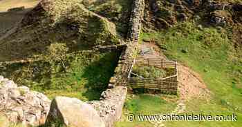 Sycamore Gap stump photos show ring of shoots three years after felling