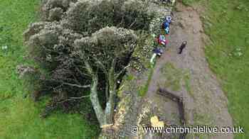 The 'moronic mission' that hit world news after Sycamore Gap tree felling three years ago today