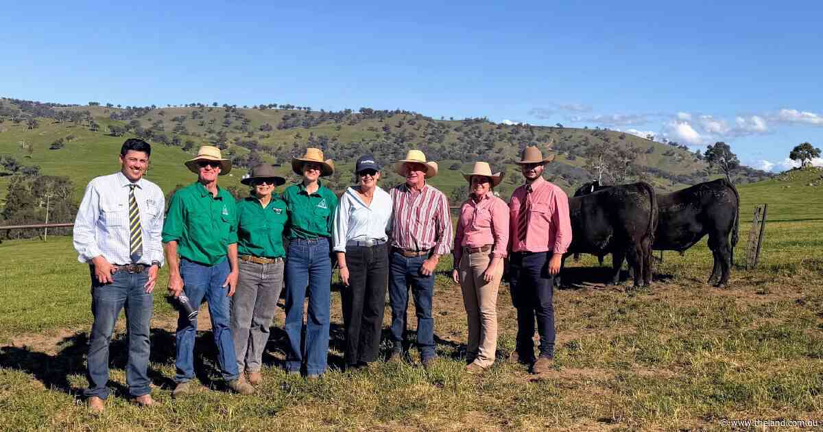 'Honest' bulls, real results: Bongongo Angus marks century milestone sale