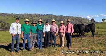 'Honest' bulls, real results: Bongongo Angus marks century milestone sale