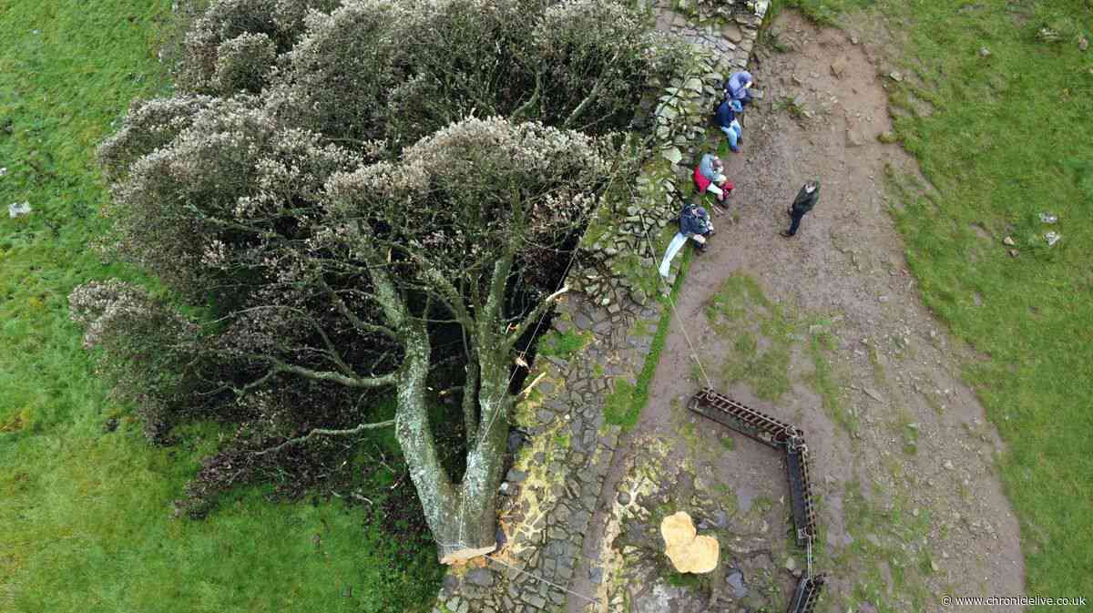 The 'moronic mission' that hit world news after Sycamore Gap tree felling three years ago today