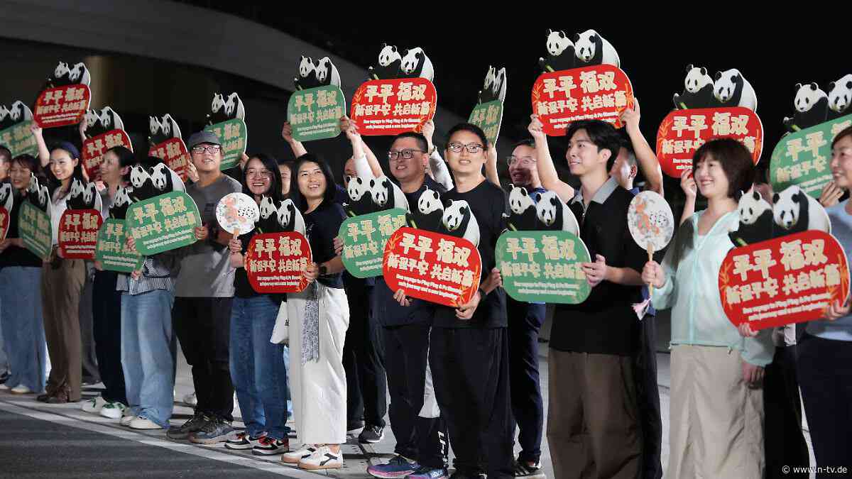 Xi Jinpings Leihgabe: "Panda-Diplomatie": China schickt zwei Tiere in die USA