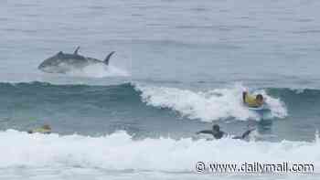 Moment huge bluefin tuna leaps out the sea just feet away from stunned surfers