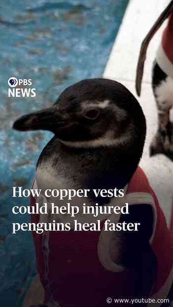 How copper vests could help injured penguins heal faster