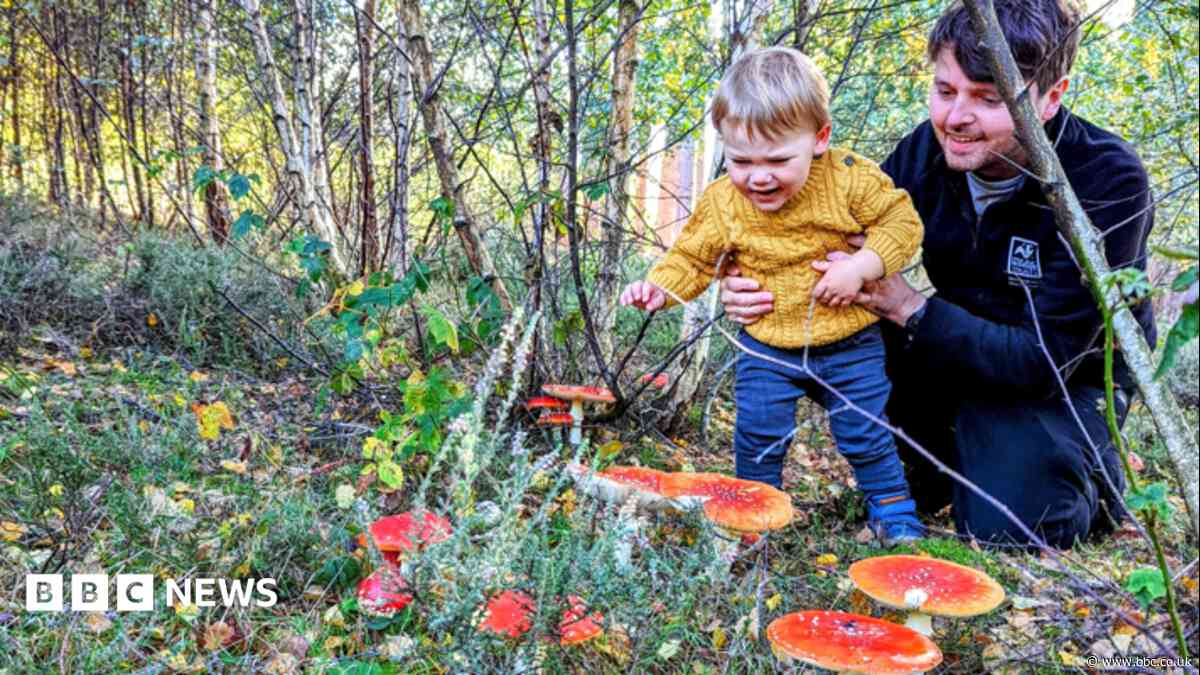 Why families are being urged to look closer on autumn walks