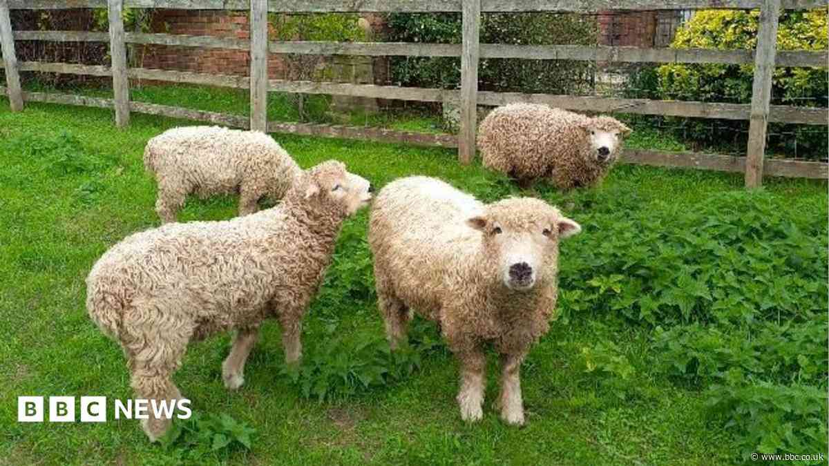 Your photos: Baa-rilliant sheep, swans and sunsets