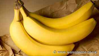 Bananas will not turn brown or black for over 2 weeks if moved to 1 simple location