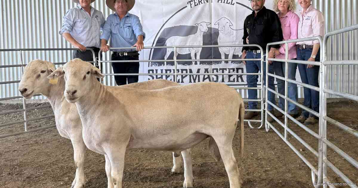 Big trek for top genetics as Ferny Hill Sheepmaster rams head interstate