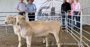Big trek for top genetics as Ferny Hill Sheepmaster rams head interstate