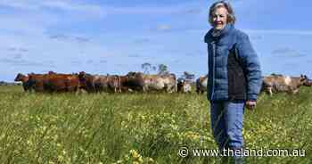 'Shorthorns kept me alive': bittersweet end to stud breeding for Gillian Leeds