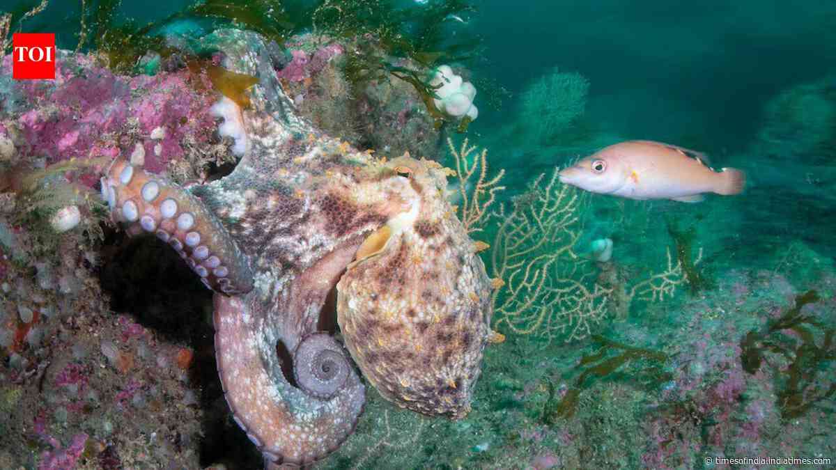 Hotter seas, vanishing kelp, booming octopus: How Europe's marine life is changing