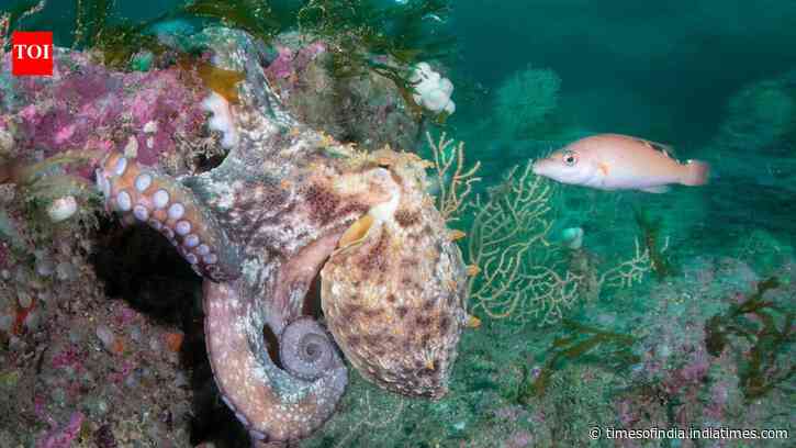 Hotter seas, vanishing kelp, booming octopus: How Europe's marine life is changing