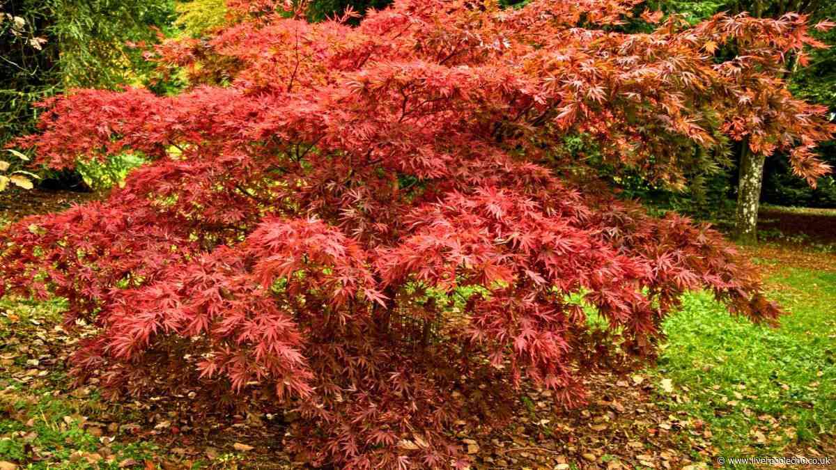 Japanese maples will look prettier in autumn if you add 1 natural item to the soil now
