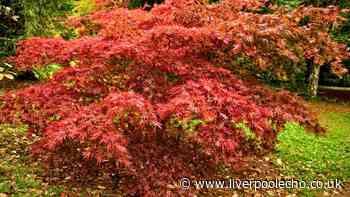 Japanese maples will look prettier in autumn if you add 1 natural item to the soil now