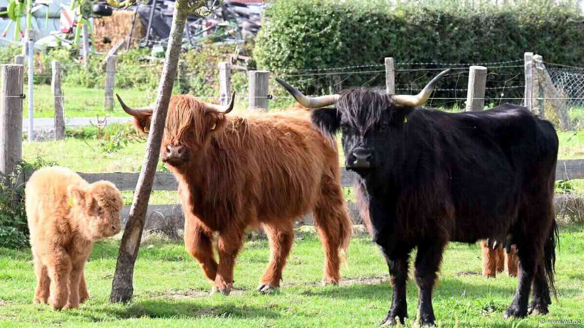 Wuscheliger Nachzügler auf der Weide: Hochlandrind-Kalb begeistert Besucher in Haselhorst