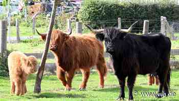 Wuscheliger Nachzügler auf der Weide: Hochlandrind-Kalb begeistert Besucher in Haselhorst