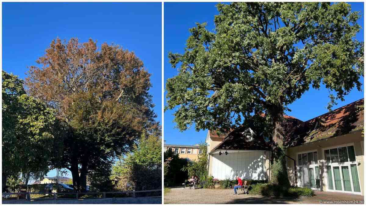 Alt und krank: Prien verliert markante Bäume im Ortszentrum – Baumschützerin dennoch froh
