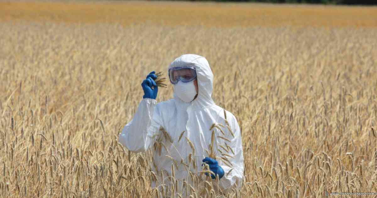Climate change fuelling mycotoxin risks with ‘no known solution’